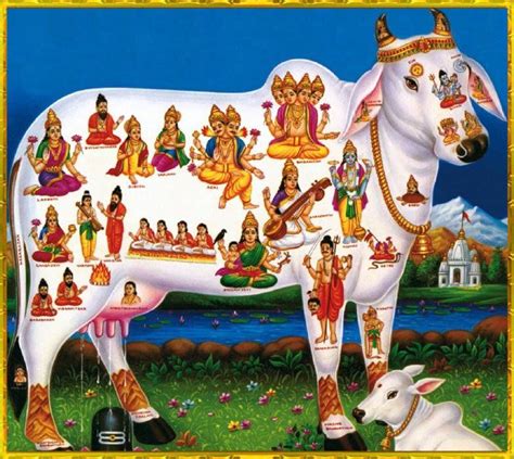 The protective qualities of the cow davoe in warding off evil spirits